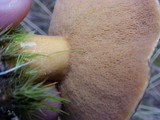 Suillus tomentosus image