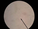 Amanita stranella image