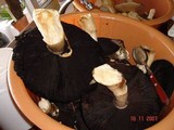 Agaricus subrufescens image
