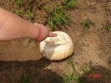 Agaricus subrufescens image