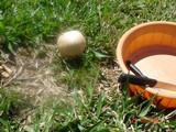 Agaricus subrufescens image