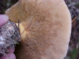 Suillus brevipes image