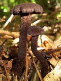 Inocybe tahquamenonensis image