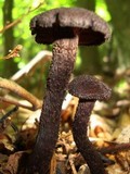 Inocybe tahquamenonensis image