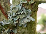 Punctelia subrudecta image