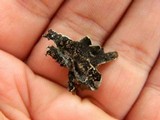 Punctelia subrudecta image