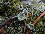 Cladonia pyxidata image