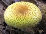 Lepiota clypeolaria image