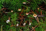 Crinipellis piceae image