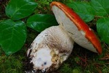 Leccinum ponderosum image