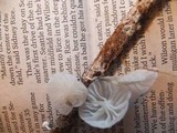 Hemimycena candida image