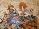 Pholiota astragalina image