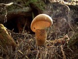Tapinella atrotomentosa image
