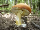 Amanita caesarea image
