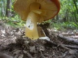 Amanita caesarea image
