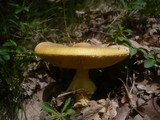 Amanita caesarea image