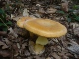 Amanita caesarea image