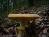 Amanita caesarea image