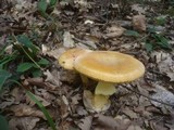 Amanita caesarea image