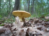 Amanita caesarea image