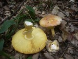 Amanita caesarea image