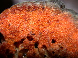 Hypomyces aurantius image