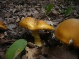 Amanita caesarea image