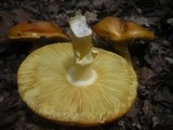 Amanita caesarea image
