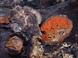 Hypomyces aurantius image