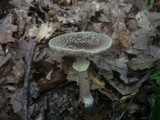 Amanita rubescens var. annulosulphurea image