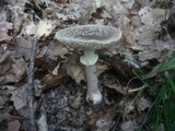 Amanita rubescens var. annulosulphurea image