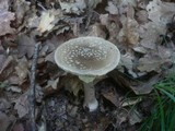 Amanita rubescens var. annulosulphurea image