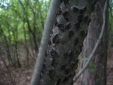 Biscogniauxia marginata image