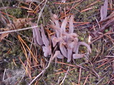 Alloclavaria purpurea image