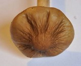 Xerula radicata image
