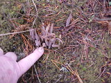 Alloclavaria purpurea image