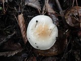 Hygrophorus flavodiscus image