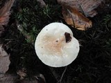 Hygrophorus flavodiscus image