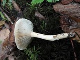Hygrophorus flavodiscus image