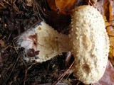 Mycogone rosea image