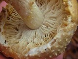 Mycogone rosea image