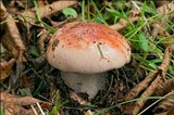 Cortinarius rufo-olivaceus image