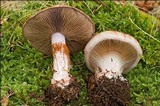 Cortinarius rufo-olivaceus image