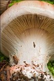 Cortinarius rufo-olivaceus image