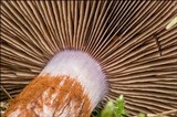 Cortinarius rufo-olivaceus image