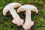 Cortinarius rufo-olivaceus image