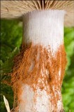 Cortinarius rufo-olivaceus image