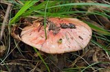 Cortinarius rufo-olivaceus image