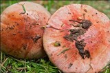 Cortinarius rufo-olivaceus image