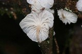 Hemimycena candida image